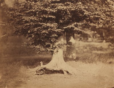 Beuk, Bos van Fontainebleau door Gustave Le Gray