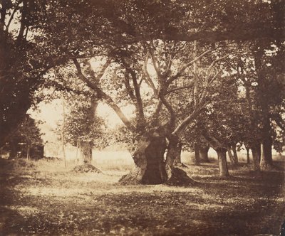 Holle Eik, Fontainebleau, 1855-57 door Gustave Le Gray