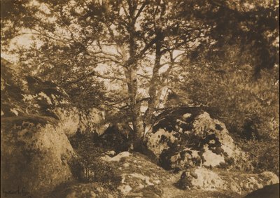[Eik en rotsen, bos van Fontainebleau], 1849-52 door Gustave Le Gray