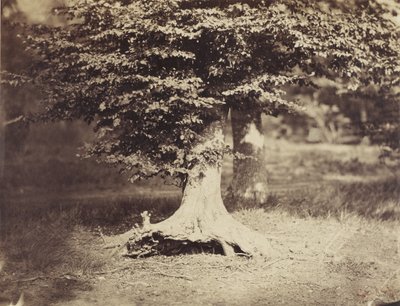 De beuk, ca. 1855-7 (zwart-wit foto) door Gustave Le Gray