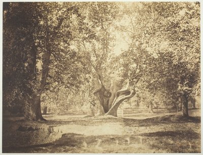 Boom, Bos van Fontainebleau, ca. 1856 door Gustave Le Gray