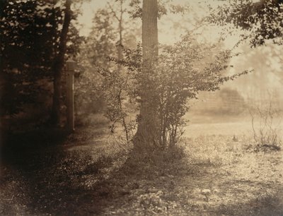 Boomstudie, Bos van Fontainebleau door Gustave Le Gray