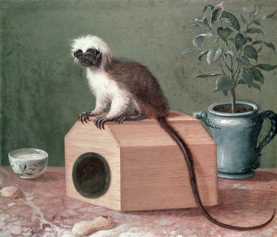 De Favoriete Aap van Carl Linnaeus (1707-78) door Gustavus Hesselius