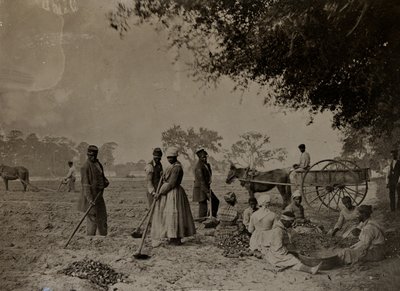 Zoete aardappelen planten, Hopkinsons Plantation, Edislo Island, South Carolina, 1862 door H.P. Moore