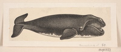 Een walvis door H. C. Henneberg