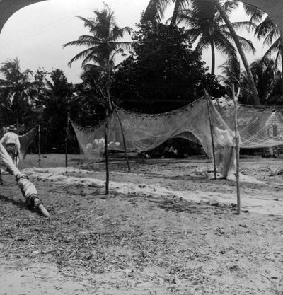 Vissers die hun netten drogen op het strand, Basseterre, St. Christopher, West-Indië door H. C. White