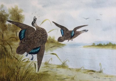 Pacifische zwarte eenden door H. H. Calvert