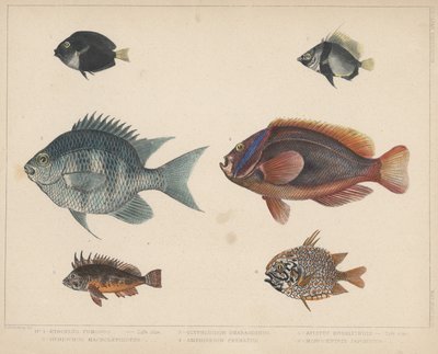 1. Etroplus Fumosus, 2. Heniochus Macrolepidotus, 3. Glyphisodon Smaragdinus, 4. Amphiprion Frenatus, 5. Apistus Rubrippinis, 6. Monocentris Japonicus door H. Patterson