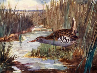 Waterral door H. Wormald