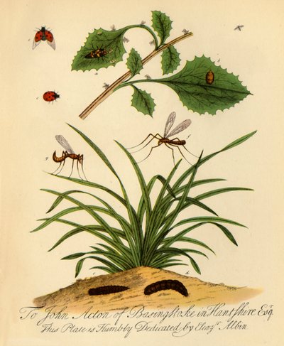 Lieveheersbeestje en langpootmug: Coccinella en Tipula oleracea door Halett
