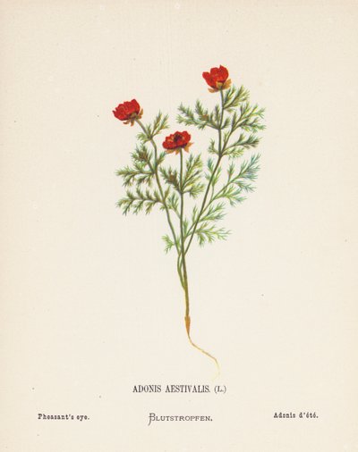 Wilde bloemen van het Heilige Land: Adonis Aestivalis; Fazantenoog door Hannah Zeller