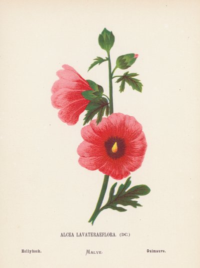 Wilde bloemen van het Heilige Land: Alcea Lavateraeflora; Stokroos (gekleurde gravure) door Hannah Zeller