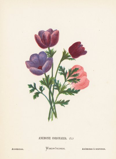 Wilde Bloemen van het Heilige Land: Anemone Coronaria; Anemonen door Hannah Zeller