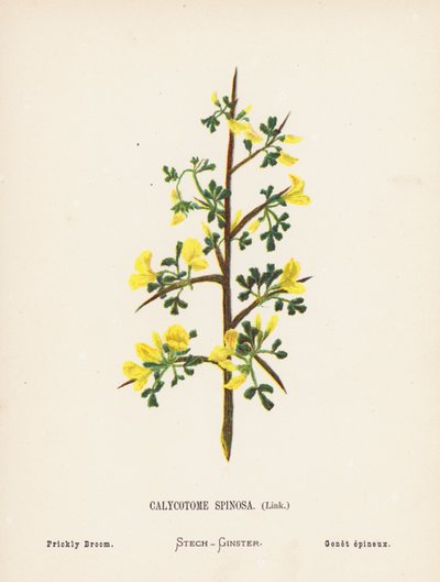 Wilde Bloemen van het Heilige Land: Calycotome Spinosa, Link; Stekelige Brem (gekleurde gravure) door Hannah Zeller
