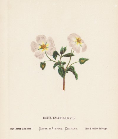 Wilde Bloemen van het Heilige Land: Cistus Salvifolius; Saliebladige Rookroos door Hannah Zeller