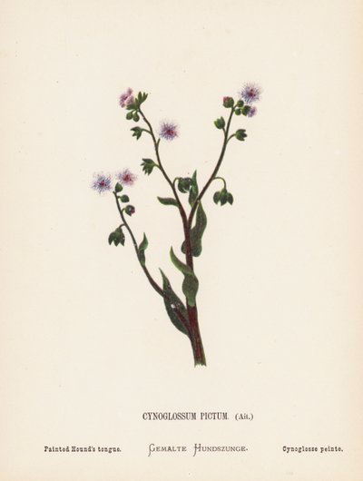 Wilde bloemen van het Heilige Land: Cynoglossum Pictum, Ait; geschilderde hondstong door Hannah Zeller