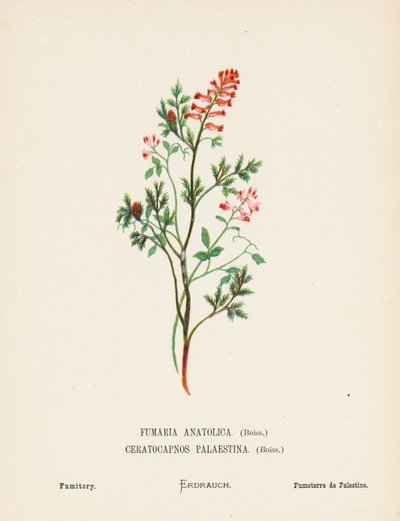 Wilde bloemen van het Heilige Land: Fumaria Anatolica, Boiss, Ceratocapnos Palaestina, Boiss; Duivenkervel door Hannah Zeller