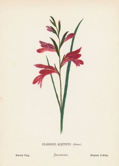 Wilde bloemen van het Heilige Land: Gladiolus Aleppicus, Boiss; Zwaardlelie door Hannah Zeller