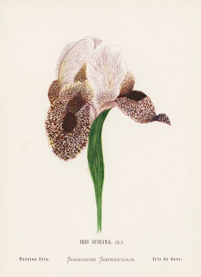 Wilde Bloemen van het Heilige Land: Iris Susiana; Perzische Iris (gekleurde gravure) door Hannah Zeller