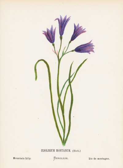 Wilde bloemen van het Heilige Land: Ixiolirium Montanum, kruid; berglelie door Hannah Zeller