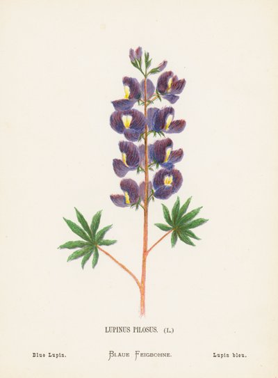 Wilde Bloemen van het Heilige Land: Lupinus Pilosus; Blauwe Lupine (gekleurde gravure) door Hannah Zeller