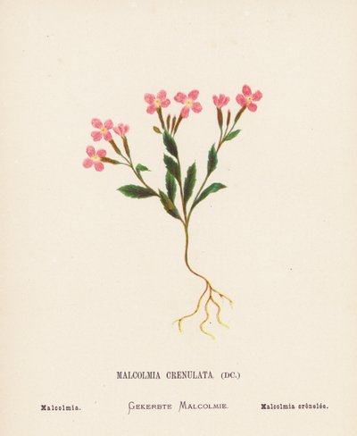 Wilde bloemen van het Heilige Land: Malcolmia Crenulata; Malcolmia door Hannah Zeller