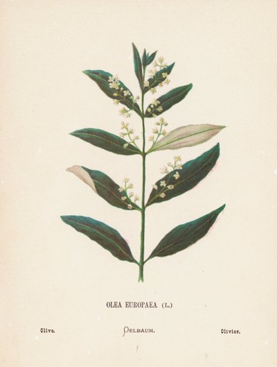 Wilde bloemen van het Heilige Land: Olea Europaea; Olijf door Hannah Zeller