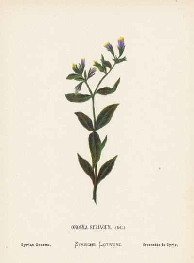 Wilde bloemen van het Heilige Land: Onosma Syriacum; Syrische Onosma door Hannah Zeller