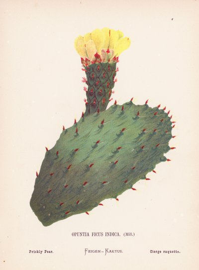 Wilde bloemen van het Heilige Land: Opuntia Ficus Indica, Mill; Vijgcactus door Hannah Zeller