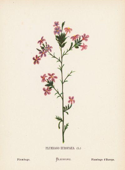 Wilde bloemen van het Heilige Land: Plumbago Europaea; Plumbago door Hannah Zeller