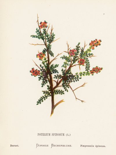Wilde bloemen van het Heilige Land: Poterium Spinosum; Grote pimpernel door Hannah Zeller