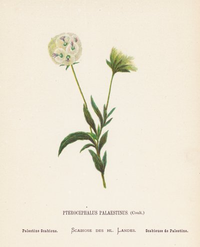 Wilde Bloemen van het Heilige Land: Pterocephalus Palaestinus, Coult; Palestijnse Scabiosa door Hannah Zeller