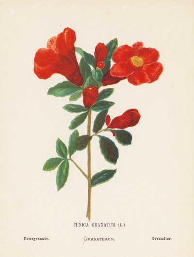 Wilde Bloemen van het Heilige Land: Punica Granatum; Granaatappel door Hannah Zeller