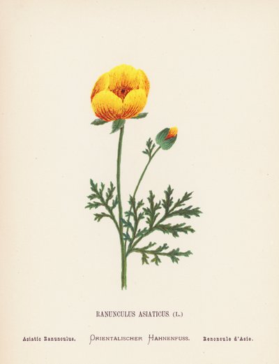 Wilde bloemen van het Heilige Land: Ranunculus Asiaticus; Aziatische Ranunculus door Hannah Zeller