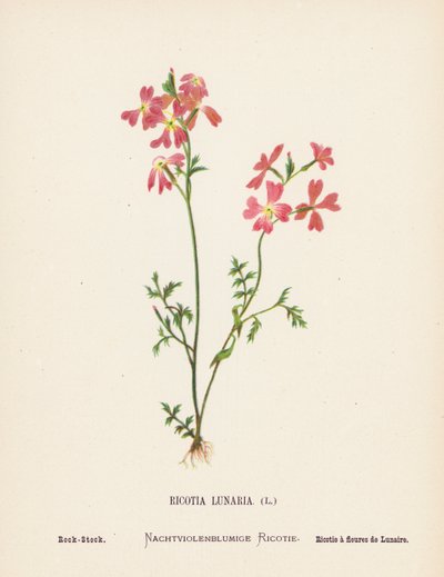 Wilde Bloemen van het Heilige Land: Ricotia Lunaria; Rots-Stock (gekleurde gravure) door Hannah Zeller