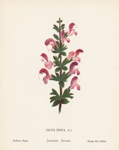 Wilde Bloemen van het Heilige Land: Salvia Indica; Indiase Salie (gekleurde gravure) door Hannah Zeller