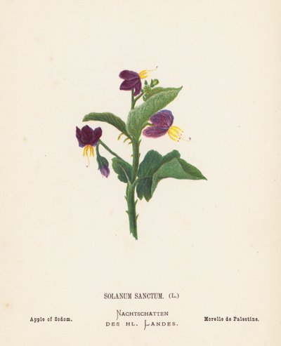 Wilde Bloemen van het Heilige Land: Solanum Sanctum; Appel van Sodom (gekleurde gravure) door Hannah Zeller