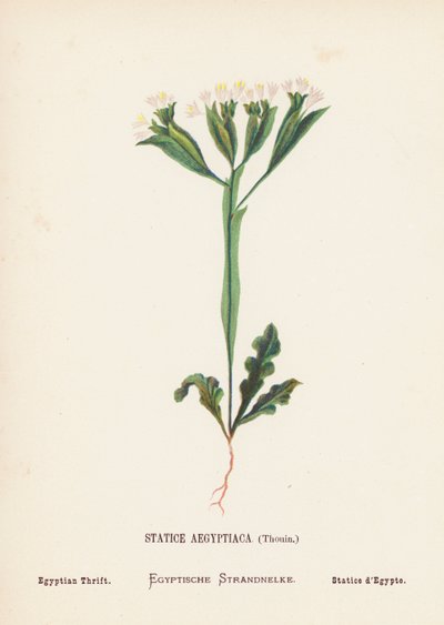 Wilde bloemen van het Heilige Land: Statice Aegyptiaca, Thouin; Egyptische Engelsgras door Hannah Zeller