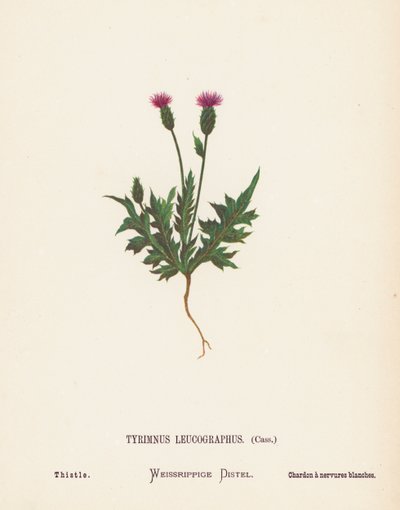 Wilde bloemen van het Heilige Land: Tyrimnus Leucographus, Cass; Distel door Hannah Zeller