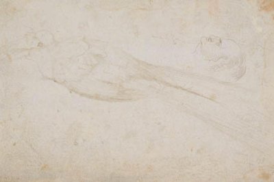 Mannetje paradijsvogel en het hoofd van een middelbare man in profiel naar links; ook details van door Hans Baldung Grien
