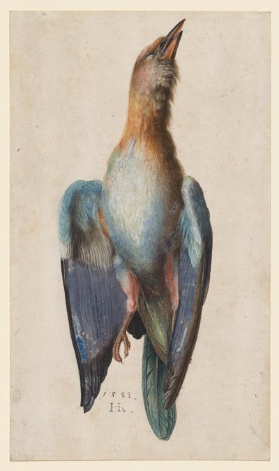 Dode Blauwe Roller door Hans Hoffmann