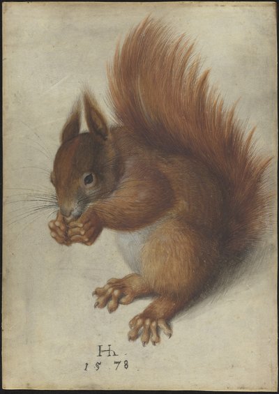 Rode eekhoorn door Hans Hoffmann