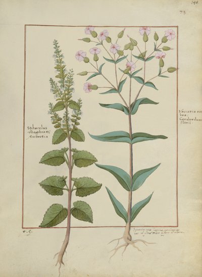 Illustratie uit Het Boek der Eenvoudige Geneesmiddelen door Hans Sichelbein Sichelbein