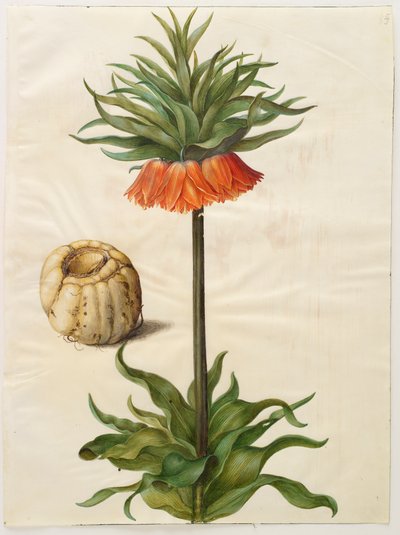 Fritilleria imperialis uit het album Gottorfer Codex, c.1650 door Hans Simon Holtzbecher