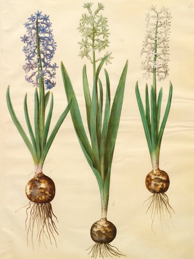 Hyacinthoides orientalis uit het album Gottorfer Codex, c.1650 door Hans Simon Holtzbecher