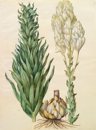 Lilium candidum monstrosum uit het album Gottorfer Codex, c.1650 door Hans Simon Holtzbecher