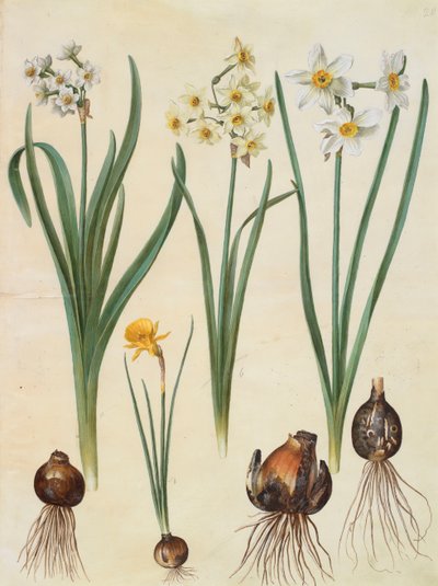 Narcissus tazetta, narcissus orientalis en corbularia bulbocodium uit het album Gottorfer Codex, ca. 1650 door Hans Simon Holtzbecher