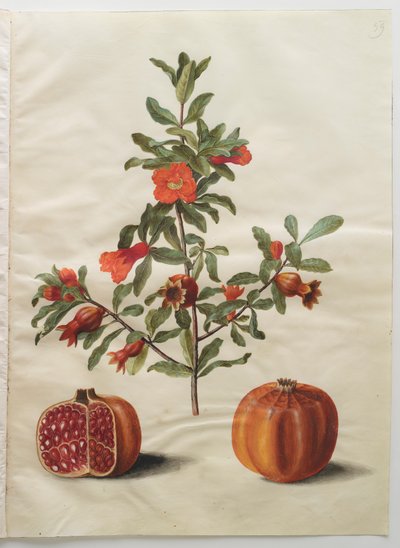 Punica granatum uit het album Gottorfer Codex, ca. 1650 door Hans Simon Holtzbecher