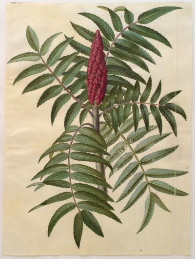 Rhus typhina uit het album Gottorfer Codex, ca. 1650 door Hans Simon Holtzbecher
