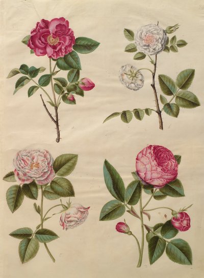 Rosa gallica uit het album Gottorfer Codex, ca. 1650 door Hans Simon Holtzbecher
